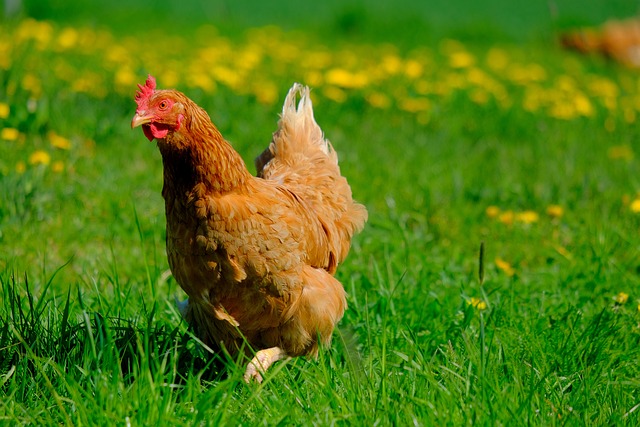 poules lutin jardin